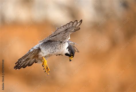 Beautiful landing flight of a peregrine falcon captured up close ...