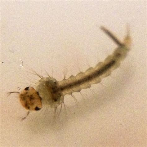 Mosquito larva macro photo ~Deva