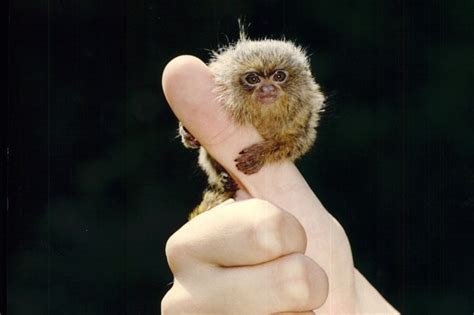 Chinese people are buying tiny pygmy marmoset monkeys as pets for New Year | Metro News