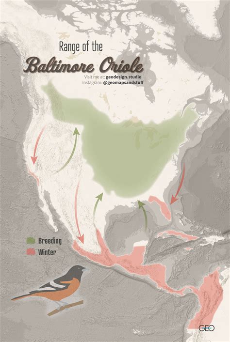 Migration range of the Baltimore Oriole : r/MapPorn