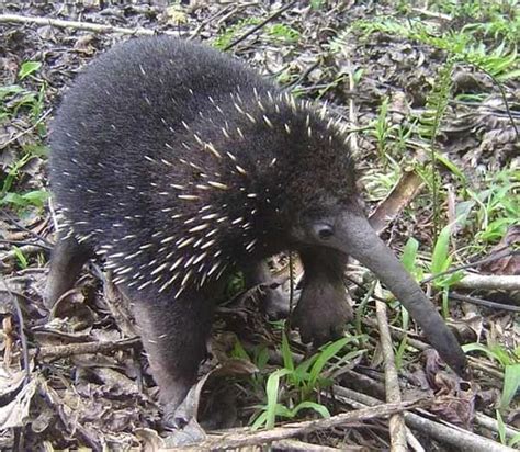 Long beaked echidna - Alchetron, The Free Social Encyclopedia