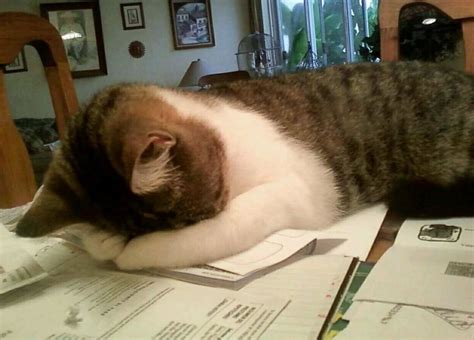 Create meme "a cat tired of studying, tired cat , tired cat" - Pictures - Meme-arsenal.com