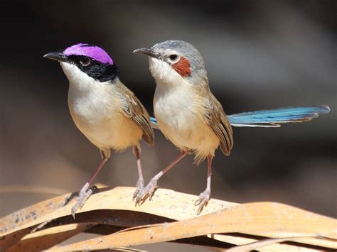 Purple-crowned Fairy-wren 紫冠细尾鹩莺