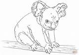 Koala Bears Coloring Pages  Home sketch template