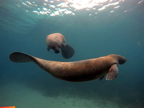 Two manatee swimming about...