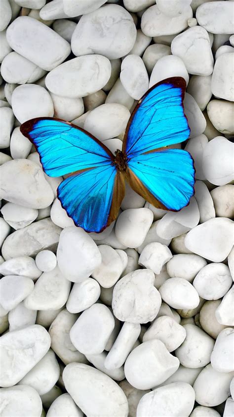 Blue Butterfly Wallpaper For iPhone | 3D iPhone Wallpaper 2024