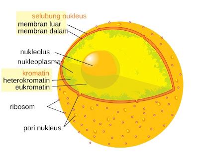 Struktur dan Fungsi Nukleus (Inti Sel) - EDUBIO