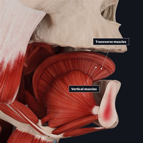 Tongue Muscles Anatomy