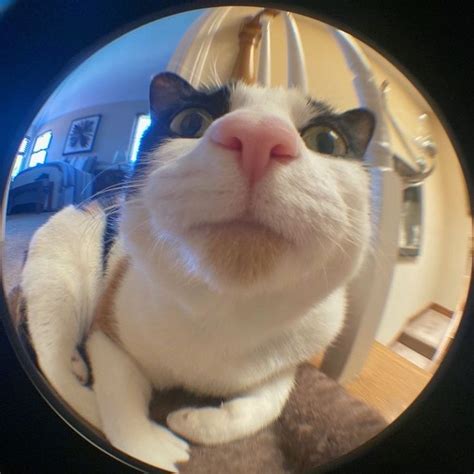 calico fisheye lens cat in 2023 | Funny looking cats, Silly cats ...