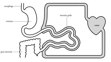 Les deux voies de l'absorption intestinale