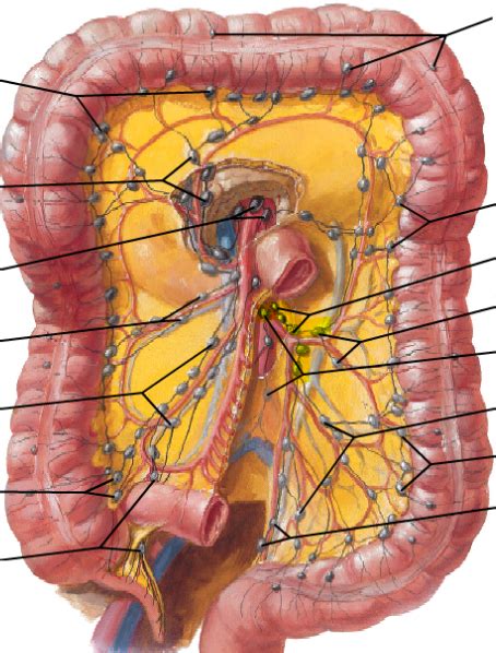 inferior mesenteric nodes - Google Search | health | Health, Surgery ...