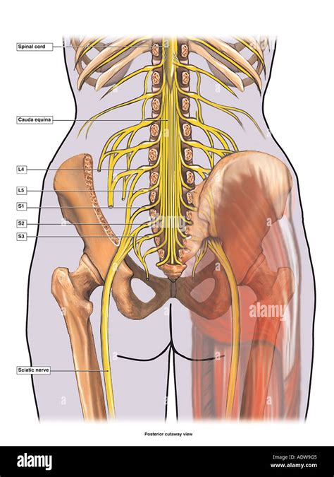 Ischiadicus – Studyhelp