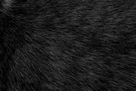 Black Cat Fur Texture – Photos Public Domain