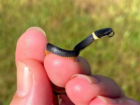 How Snakes Get Big Ring