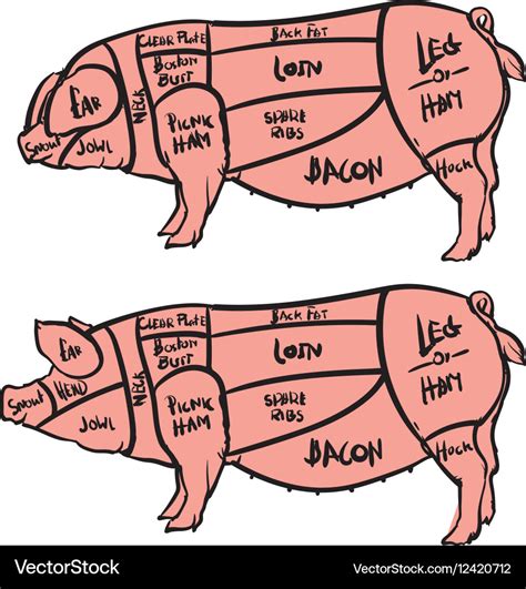 Cut of meat set hand drawn pig pork cuts diagram Vector Image