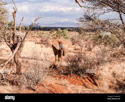 Elephant Safari Kenya Africa Stock Photo - Alamy