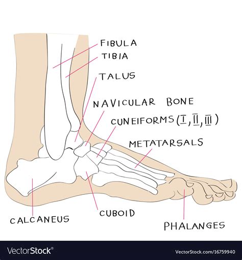 Lateral Foot Anatomy - Anatomical Charts & Posters