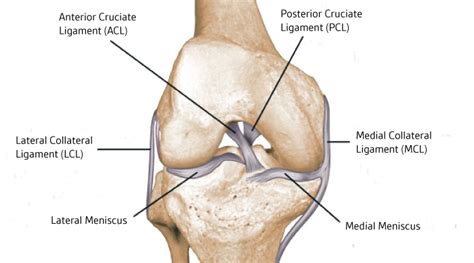 Ligament Injuries and ACL Reconstruction - Dr. Bu Balalla