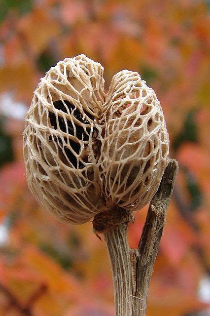 Tiger Lily seed pod | Seed pods, Planting seeds, Seeds