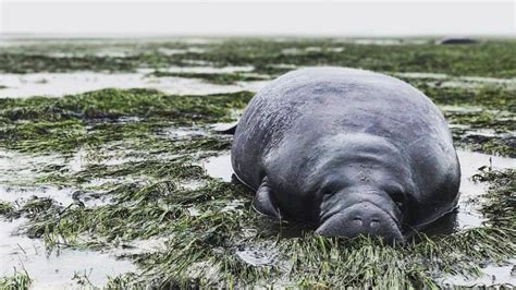 Injured Manatee, Calf Rescued in Florida Waters – NBC 6 South Florida