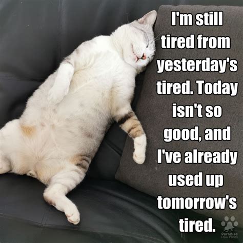 Still tired from yesterday's tired in 2021 | Funny animal photos, Cat quotes, Funny dog photos