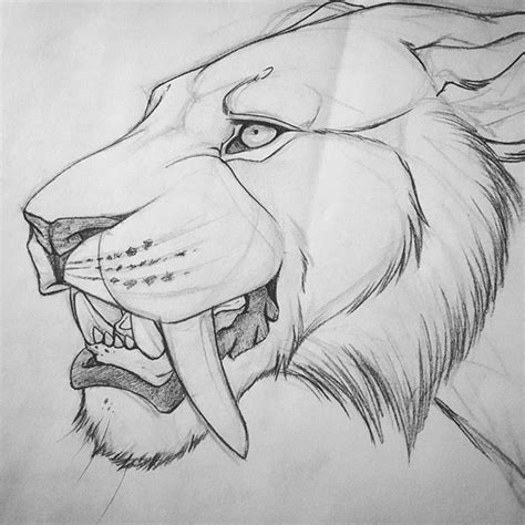 Saber Tooth Tiger Sketch