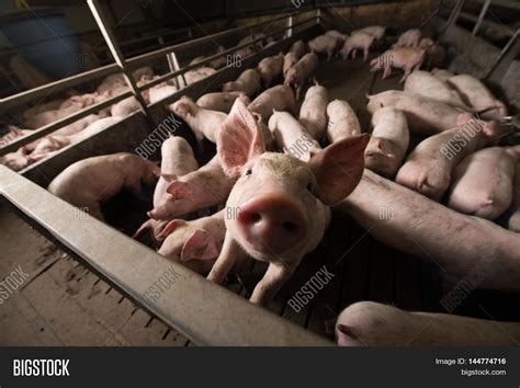 Pig Pig Sty On Organic Image & Photo (Free Trial) | Bigstock