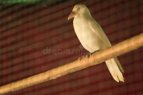 Albino Crow Stock Photos - Free & Royalty-Free Stock Photos from Dreamstime