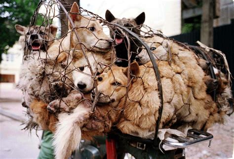 China Dog Meat Festival: Protests Begin as 10,000 Sign Petition Banning ...