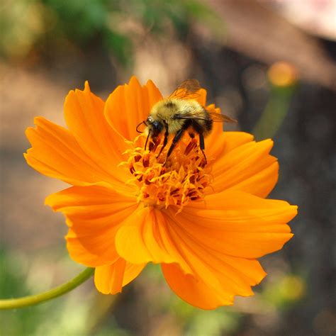 Bee On Flower Free Stock Photo - Public Domain Pictures