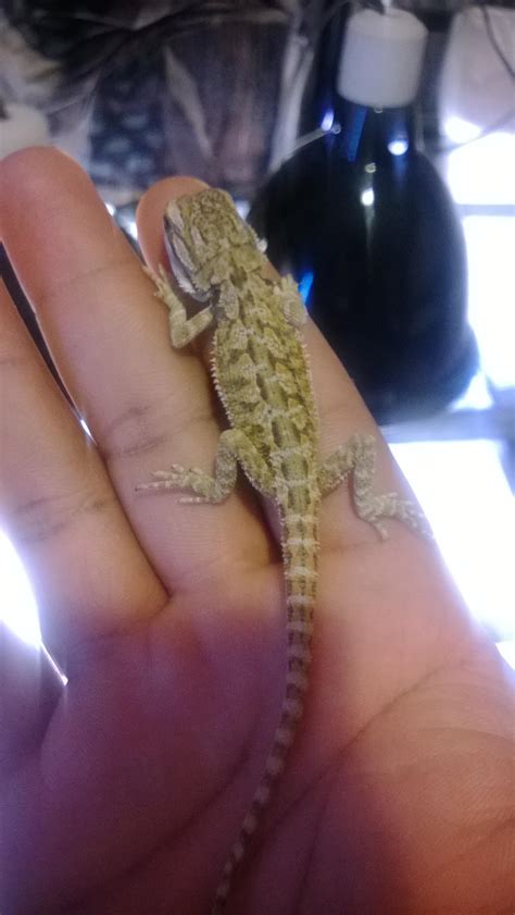 Bearded dragon poop, is this normal? : BeardedDragons