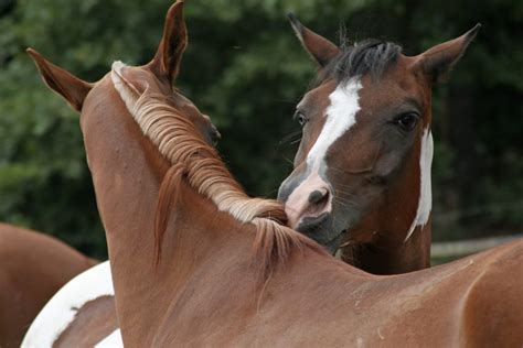 Trivia Challenge: How Strong is Your Horse Grooming Game? - Horse and Rider