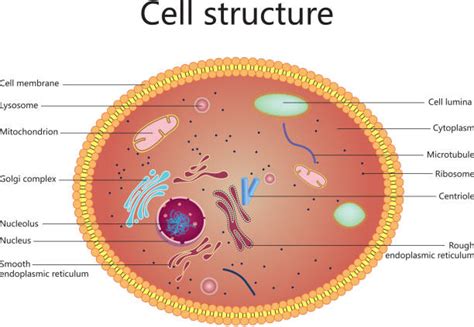 Mitochondria In A Human Cell