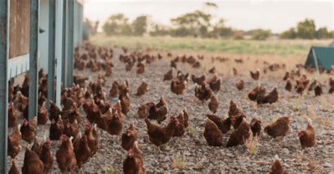 Egg Farming & Production in Australia: From Farm To Plate