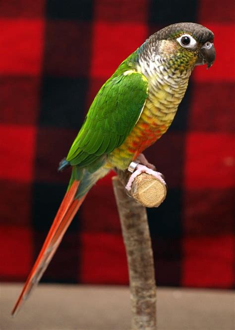 Green Cheek Conure Kiwi at Merideth Lachance blog