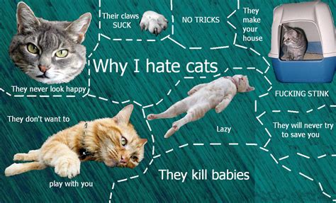 Why I hate cats by D-e-b-b-y on DeviantArt