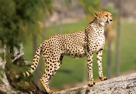 Top 999+ cheetah images – Amazing Collection cheetah images Full 4K