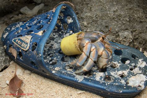 Crabs With Beach Trash Homes – Okinawa, Japan | Okinawa Nature Photography