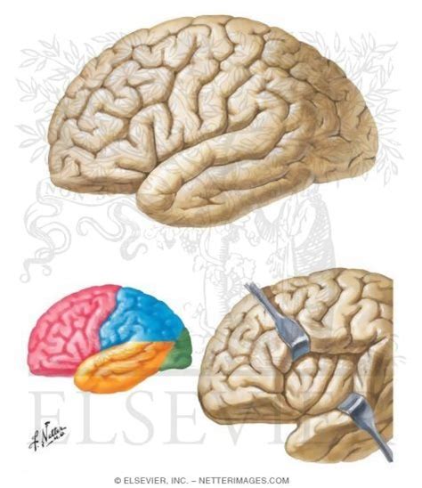 Cerebrum: Lateral Views Organization of the Brain: Cerebrum Superolateral Surface of Brain ...