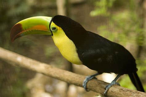 Birds In Paradise: A Birder's Guide to Belize