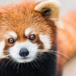 10 Incredible Red Panda Facts - Wiki Point