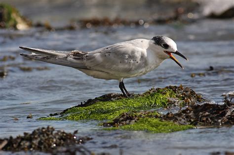 Sandwich Terns/sandwich_tern_1608099447