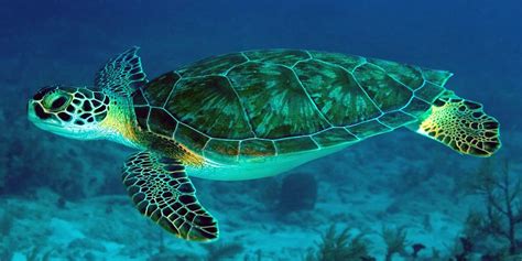 Green sea turtle, Pacific green turtle | DinoAnimals.com