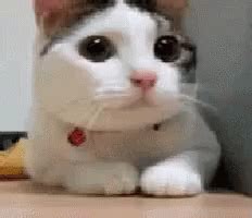 Cat Bobbing Head Shake No Deny Reaction Meme GIF | GIFDB.com