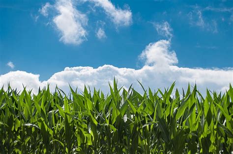 corn field, blue sky, countryside, summer, rural, farm, nature ...
