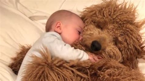 Adorable video of baby cuddling pet dog goes viral: 'People just want ...