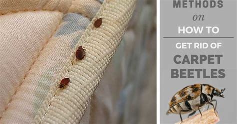 How to Get Rid of Carpet Beetles? | Lifehack