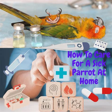 How to care for a sick parrot at home Nursing Care for Sick Pet Birds