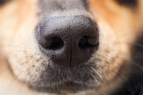 Image of Close up of the nose of a dog - Austockphoto