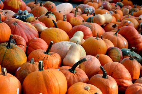Free Images : fruit, produce, color, autumn, pumpkin, vegetables, seasonal, calabaza, pumpkins ...